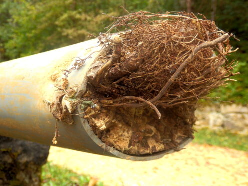A cracked cross section of an unearthed sewer pipe shows a root ball creating a block.